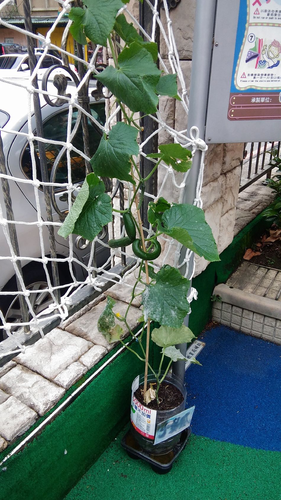 文件 : <FONT COLOR='red'>(109.04.24)主題課程【小黃瓜收成】-3.JPG</FONT> <BR> 尺寸 : <FONT COLOR='blue'>950 × 1689</FONT> 圖元 <BR> 格式 : <FONT COLOR='green'>jpg</FONT> <BR> 大小 : <FONT COLOR='green'> -- </FONT> KB