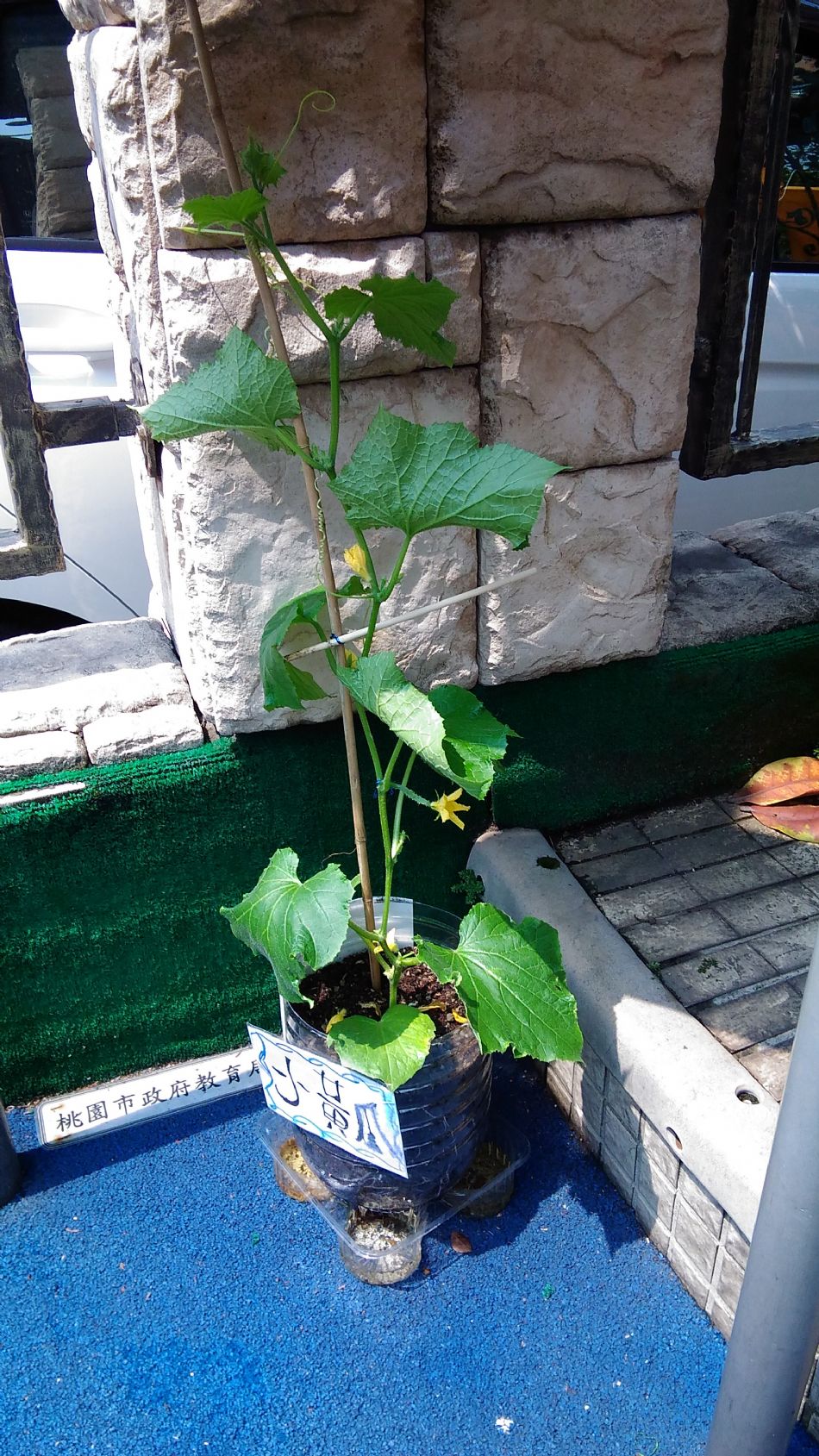 文件 : <FONT COLOR='red'>(109.03.31)主題課程【小黃瓜成長2】-1.JPG</FONT> <BR> 尺寸 : <FONT COLOR='blue'>950 × 1689</FONT> 圖元 <BR> 格式 : <FONT COLOR='green'>jpg</FONT> <BR> 大小 : <FONT COLOR='green'> -- </FONT> KB