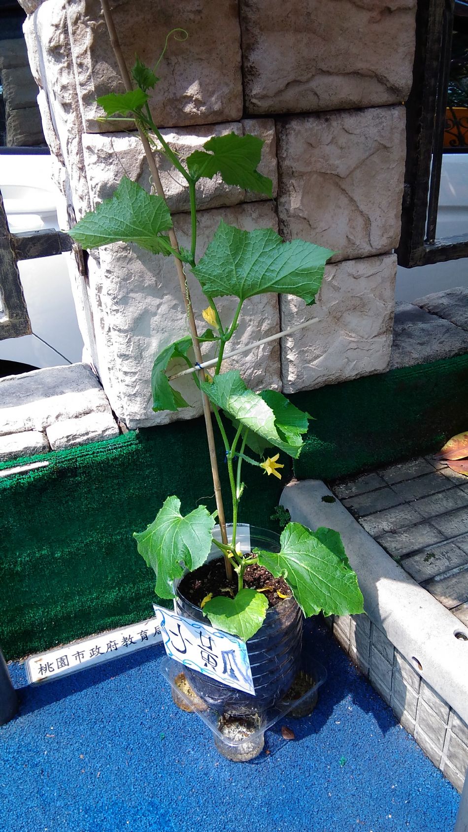 文件 : <FONT COLOR='red'>(109.03.31)主題課程【小黃瓜成長2】.JPG</FONT> <BR> 尺寸 : <FONT COLOR='blue'>950 × 1689</FONT> 圖元 <BR> 格式 : <FONT COLOR='green'>jpg</FONT> <BR> 大小 : <FONT COLOR='green'> -- </FONT> KB