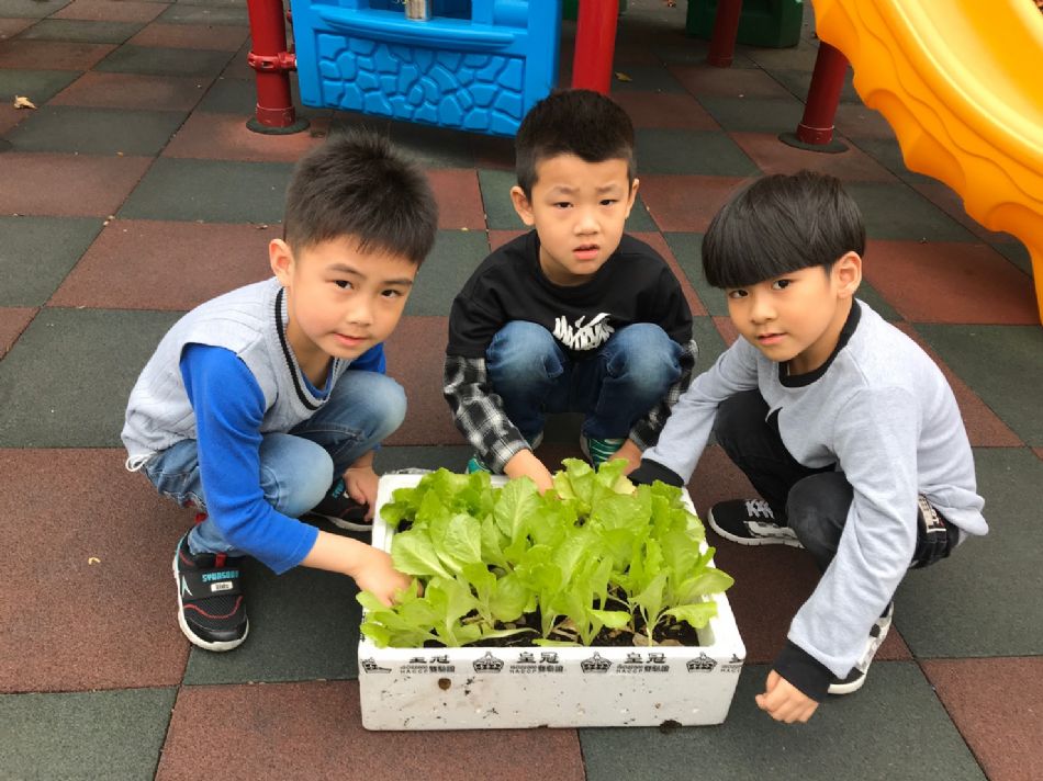 文件 : <FONT COLOR='red'>(109.03.23)蔬菜長大了.JPG</FONT> <BR> 尺寸 : <FONT COLOR='blue'>950 × 712</FONT> 圖元 <BR> 格式 : <FONT COLOR='green'>jpg</FONT> <BR> 大小 : <FONT COLOR='green'> -- </FONT> KB