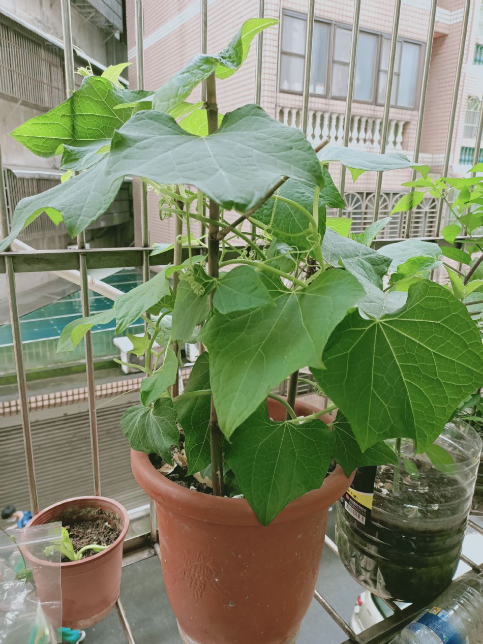 文件 : <FONT COLOR='red'>(109.04.07)種植-18.JPG</FONT> <BR> 尺寸 : <FONT COLOR='blue'>950 × 1267</FONT> 圖元 <BR> 格式 : <FONT COLOR='green'>jpg</FONT> <BR> 大小 : <FONT COLOR='green'> -- </FONT> KB