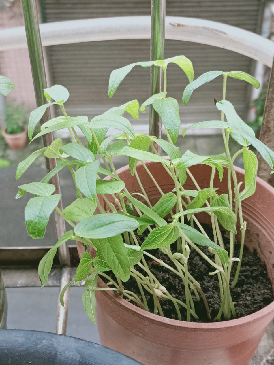 文件 : <FONT COLOR='red'>(109.04.07)種植-2.JPG</FONT> <BR> 尺寸 : <FONT COLOR='blue'>950 × 1267</FONT> 圖元 <BR> 格式 : <FONT COLOR='green'>jpg</FONT> <BR> 大小 : <FONT COLOR='green'> -- </FONT> KB