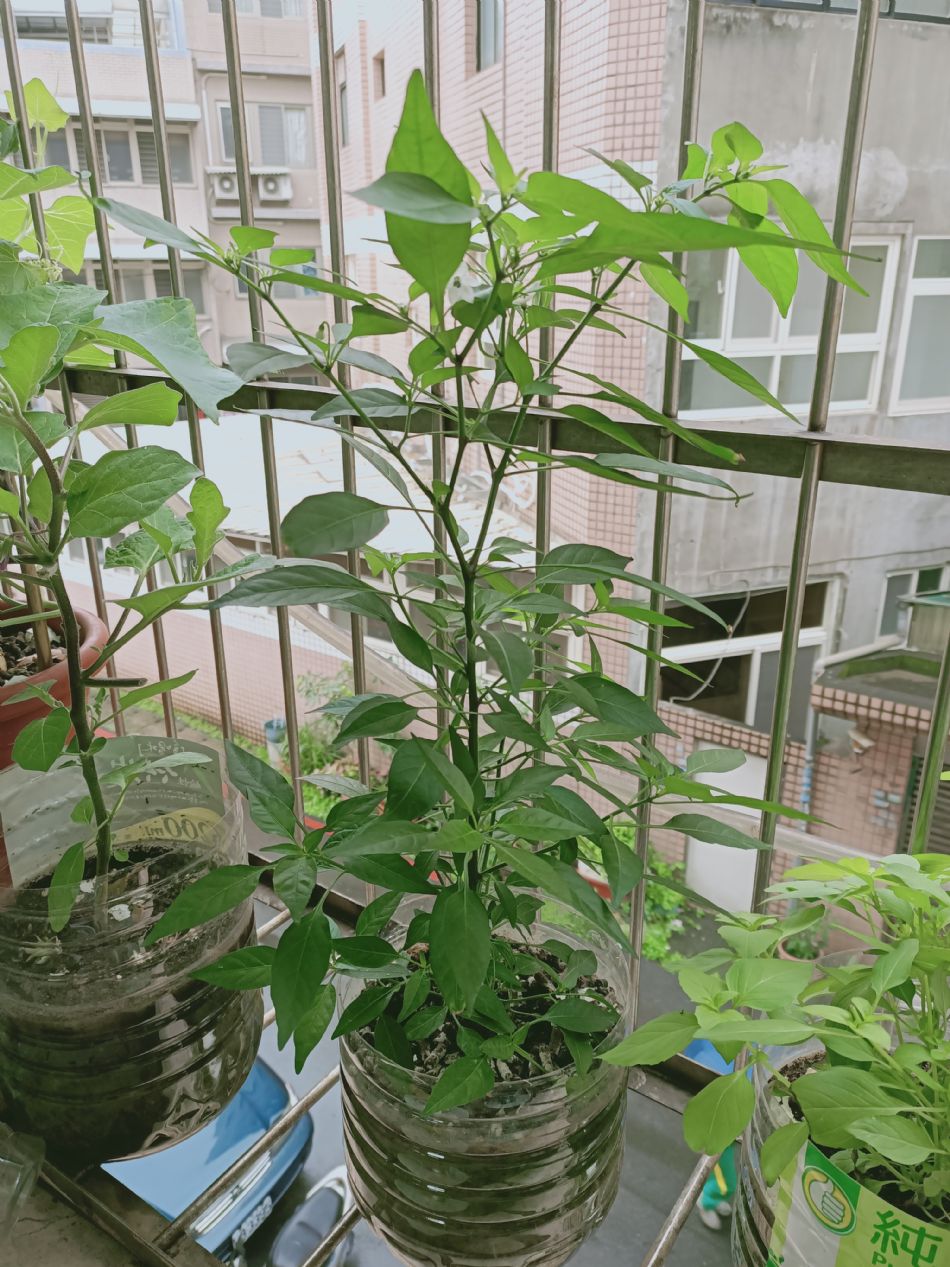 文件 : <FONT COLOR='red'>(109.04.07)種植-3.JPG</FONT> <BR> 尺寸 : <FONT COLOR='blue'>950 × 1267</FONT> 圖元 <BR> 格式 : <FONT COLOR='green'>jpg</FONT> <BR> 大小 : <FONT COLOR='green'> -- </FONT> KB