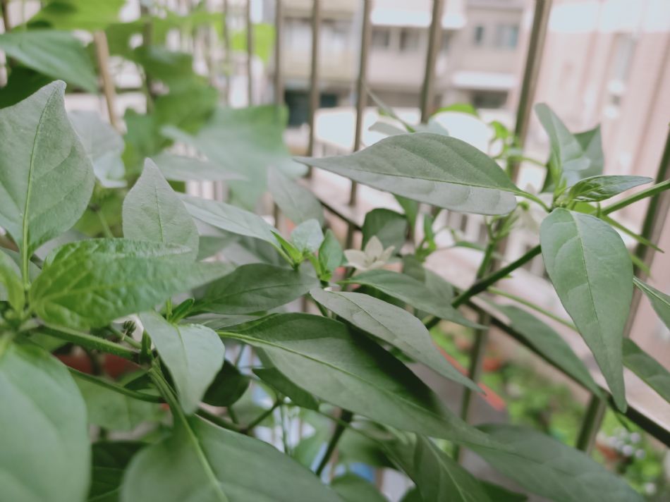 文件 : <FONT COLOR='red'>(109.04.07)種植-4.JPG</FONT> <BR> 尺寸 : <FONT COLOR='blue'>950 × 712</FONT> 圖元 <BR> 格式 : <FONT COLOR='green'>jpg</FONT> <BR> 大小 : <FONT COLOR='green'> -- </FONT> KB