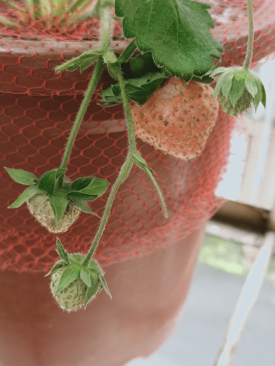 文件 : <FONT COLOR='red'>(109.04.07)種植-8.JPG</FONT> <BR> 尺寸 : <FONT COLOR='blue'>950 × 1267</FONT> 圖元 <BR> 格式 : <FONT COLOR='green'>jpg</FONT> <BR> 大小 : <FONT COLOR='green'> -- </FONT> KB