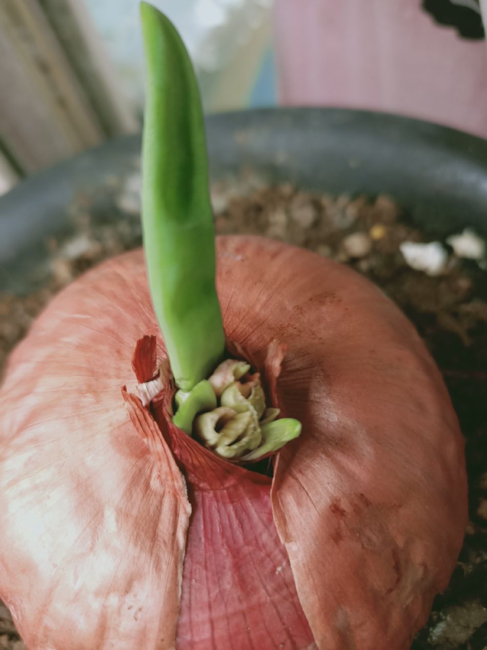 文件 : <FONT COLOR='red'>(109.04.07)種植-9.JPG</FONT> <BR> 尺寸 : <FONT COLOR='blue'>950 × 1267</FONT> 圖元 <BR> 格式 : <FONT COLOR='green'>jpg</FONT> <BR> 大小 : <FONT COLOR='green'> -- </FONT> KB