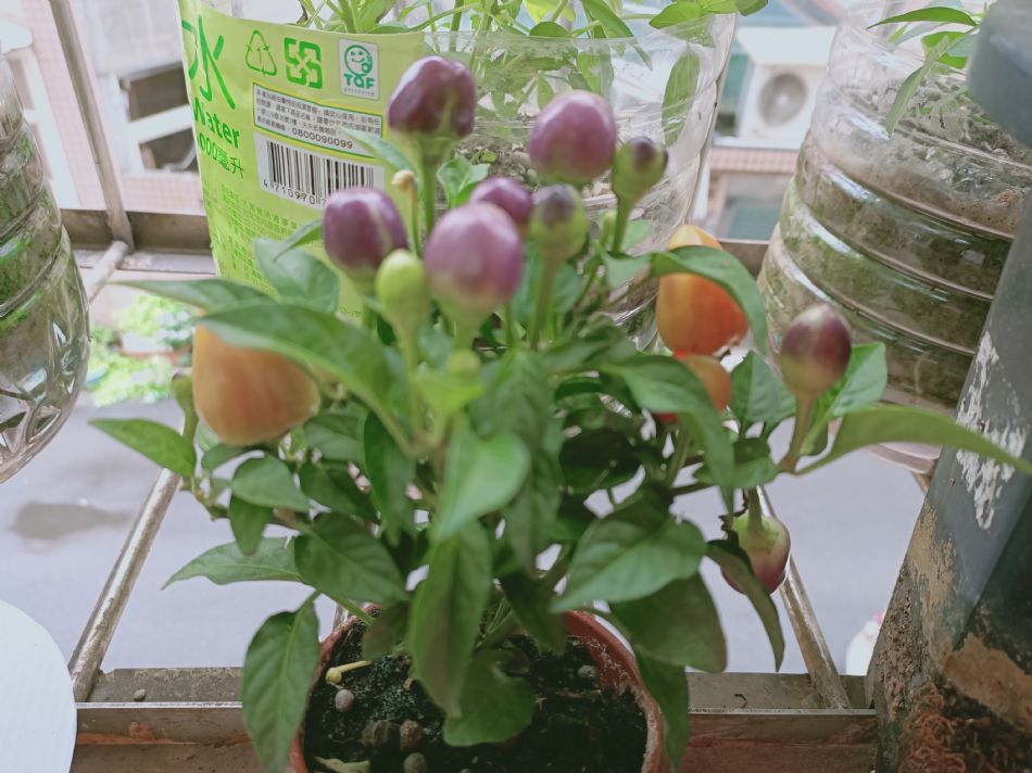 文件 : <FONT COLOR='red'>(109.04.07)種植.JPG</FONT> <BR> 尺寸 : <FONT COLOR='blue'>950 × 712</FONT> 圖元 <BR> 格式 : <FONT COLOR='green'>jpg</FONT> <BR> 大小 : <FONT COLOR='green'> -- </FONT> KB