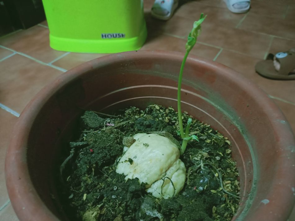 文件 : <FONT COLOR='red'>(109.04.10)種植-1.JPG</FONT> <BR> 尺寸 : <FONT COLOR='blue'>950 × 712</FONT> 圖元 <BR> 格式 : <FONT COLOR='green'>jpg</FONT> <BR> 大小 : <FONT COLOR='green'> -- </FONT> KB