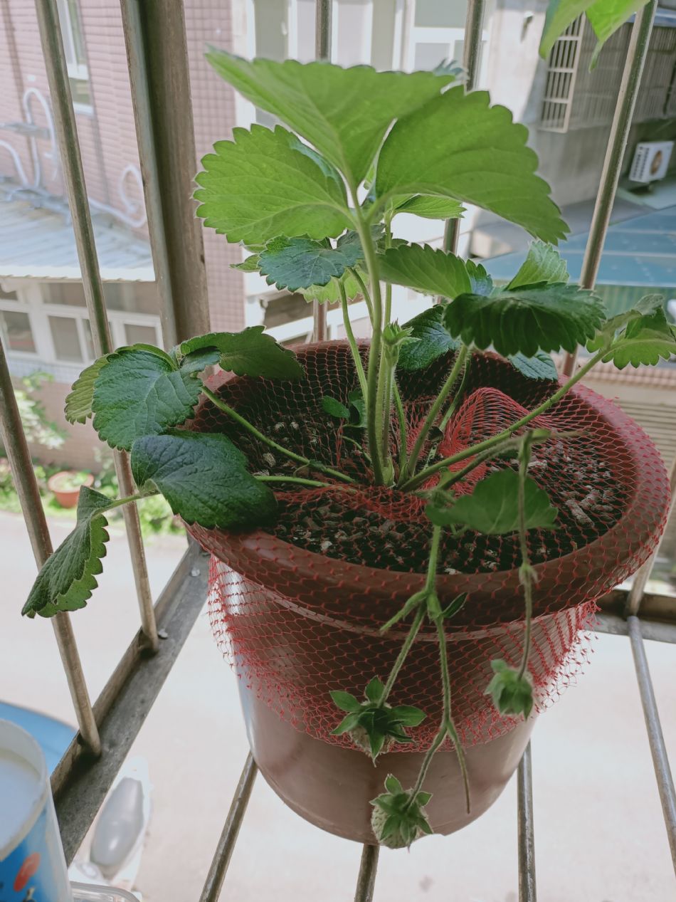 文件 : <FONT COLOR='red'>(109.04.10)種植-2.JPG</FONT> <BR> 尺寸 : <FONT COLOR='blue'>950 × 1267</FONT> 圖元 <BR> 格式 : <FONT COLOR='green'>jpg</FONT> <BR> 大小 : <FONT COLOR='green'> -- </FONT> KB