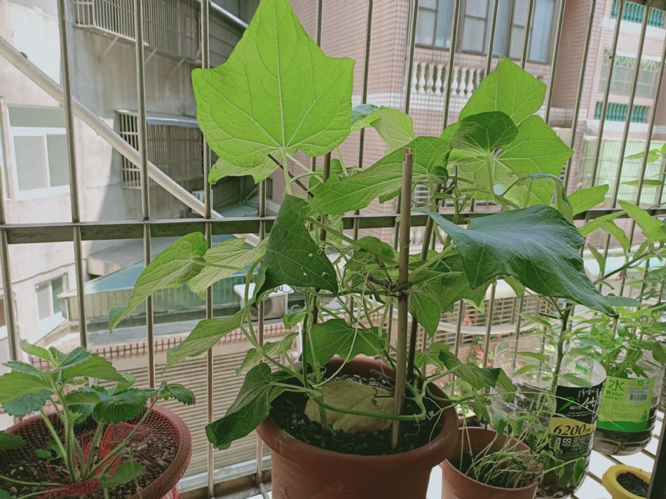 文件 : <FONT COLOR='red'>(109.04.10)種植-3.JPG</FONT> <BR> 尺寸 : <FONT COLOR='blue'>950 × 712</FONT> 圖元 <BR> 格式 : <FONT COLOR='green'>jpg</FONT> <BR> 大小 : <FONT COLOR='green'> -- </FONT> KB