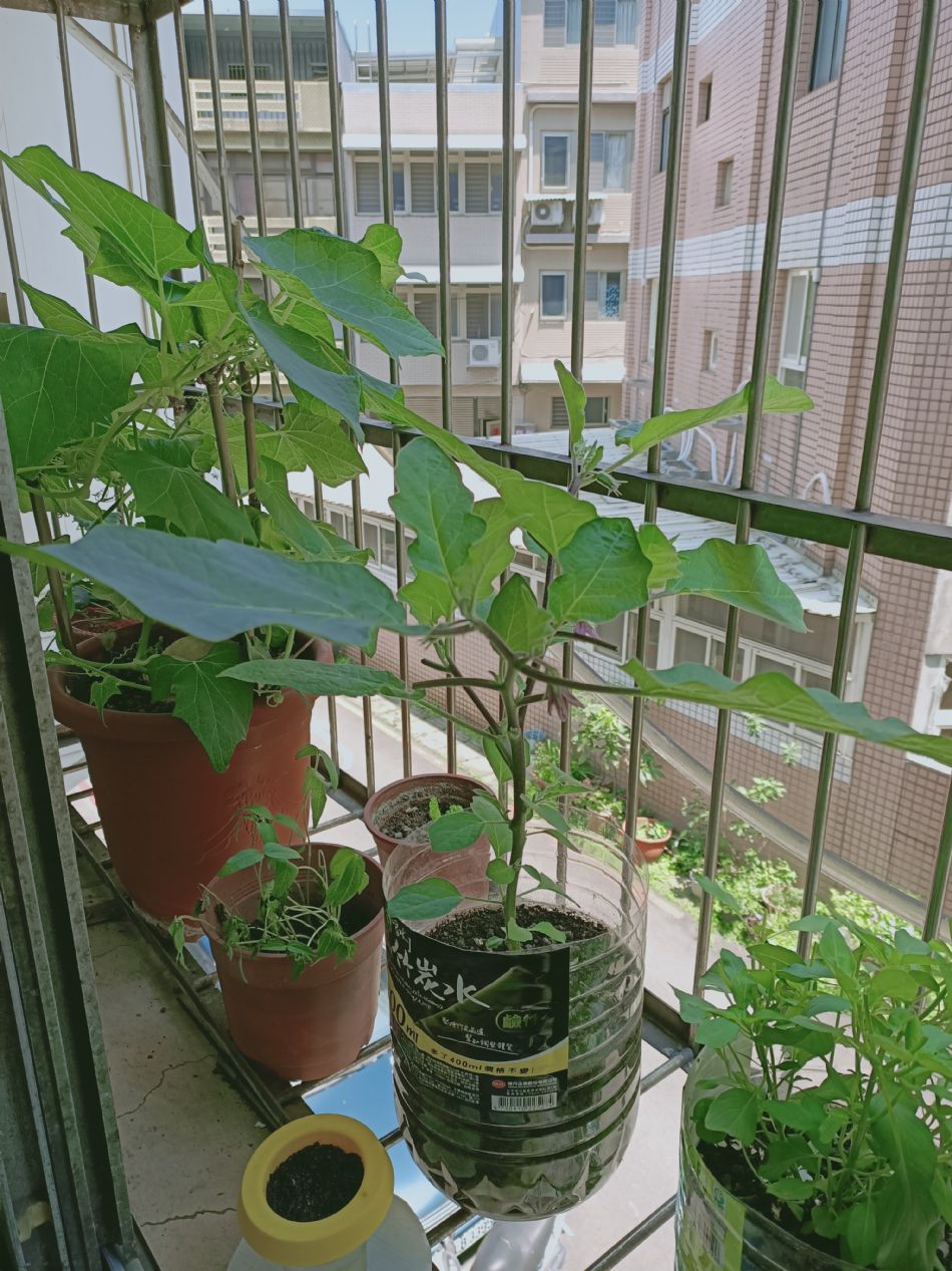 文件 : <FONT COLOR='red'>(109.04.10)種植-5.JPG</FONT> <BR> 尺寸 : <FONT COLOR='blue'>950 × 1267</FONT> 圖元 <BR> 格式 : <FONT COLOR='green'>jpg</FONT> <BR> 大小 : <FONT COLOR='green'> -- </FONT> KB