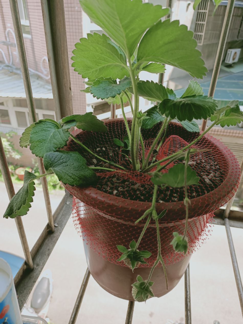 文件 : <FONT COLOR='red'>(109.04.10)種植-6.JPG</FONT> <BR> 尺寸 : <FONT COLOR='blue'>950 × 1267</FONT> 圖元 <BR> 格式 : <FONT COLOR='green'>jpg</FONT> <BR> 大小 : <FONT COLOR='green'> -- </FONT> KB