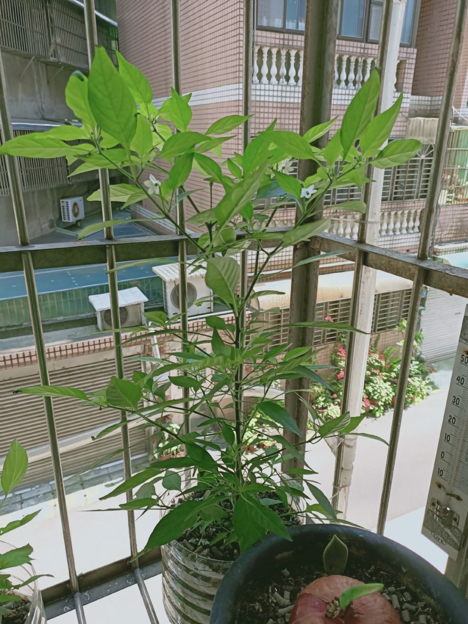 文件 : <FONT COLOR='red'>(109.04.10)種植-9.JPG</FONT> <BR> 尺寸 : <FONT COLOR='blue'>950 × 1267</FONT> 圖元 <BR> 格式 : <FONT COLOR='green'>jpg</FONT> <BR> 大小 : <FONT COLOR='green'> -- </FONT> KB