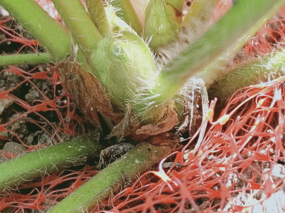 文件 : <FONT COLOR='red'>(109.04.14)種植-10.JPG</FONT> <BR> 尺寸 : <FONT COLOR='blue'>950 × 712</FONT> 圖元 <BR> 格式 : <FONT COLOR='green'>jpg</FONT> <BR> 大小 : <FONT COLOR='green'> -- </FONT> KB