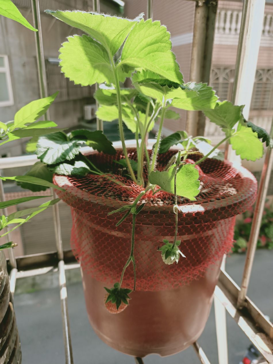 文件 : <FONT COLOR='red'>(109.04.14)種植-3.JPG</FONT> <BR> 尺寸 : <FONT COLOR='blue'>950 × 1267</FONT> 圖元 <BR> 格式 : <FONT COLOR='green'>jpg</FONT> <BR> 大小 : <FONT COLOR='green'> -- </FONT> KB