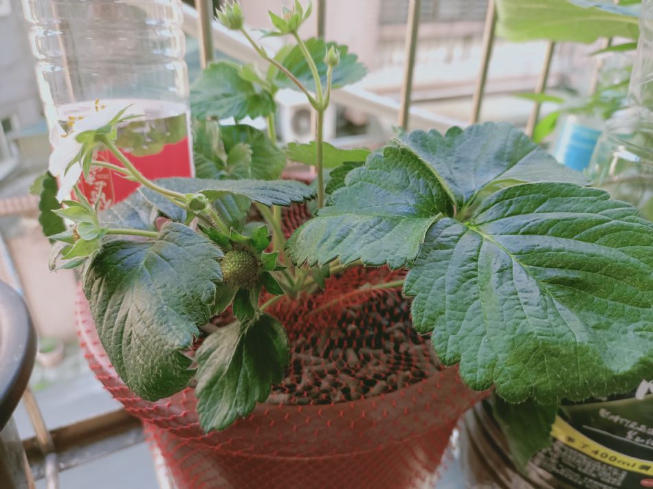 文件 : <FONT COLOR='red'>(109.03.16)種植-6.JPG</FONT> <BR> 尺寸 : <FONT COLOR='blue'>950 × 712</FONT> 圖元 <BR> 格式 : <FONT COLOR='green'>jpg</FONT> <BR> 大小 : <FONT COLOR='green'> -- </FONT> KB