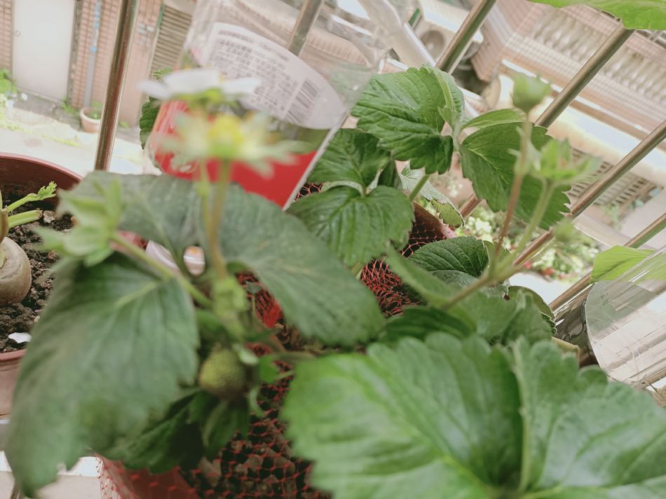 文件 : <FONT COLOR='red'>(109.03.16)種植-7.JPG</FONT> <BR> 尺寸 : <FONT COLOR='blue'>950 × 712</FONT> 圖元 <BR> 格式 : <FONT COLOR='green'>jpg</FONT> <BR> 大小 : <FONT COLOR='green'> -- </FONT> KB