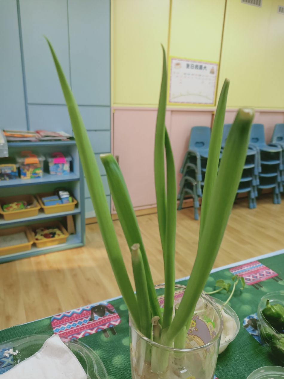 文件 : <FONT COLOR='red'>(109.03.16)種植-8.JPG</FONT> <BR> 尺寸 : <FONT COLOR='blue'>950 × 1267</FONT> 圖元 <BR> 格式 : <FONT COLOR='green'>jpg</FONT> <BR> 大小 : <FONT COLOR='green'> -- </FONT> KB