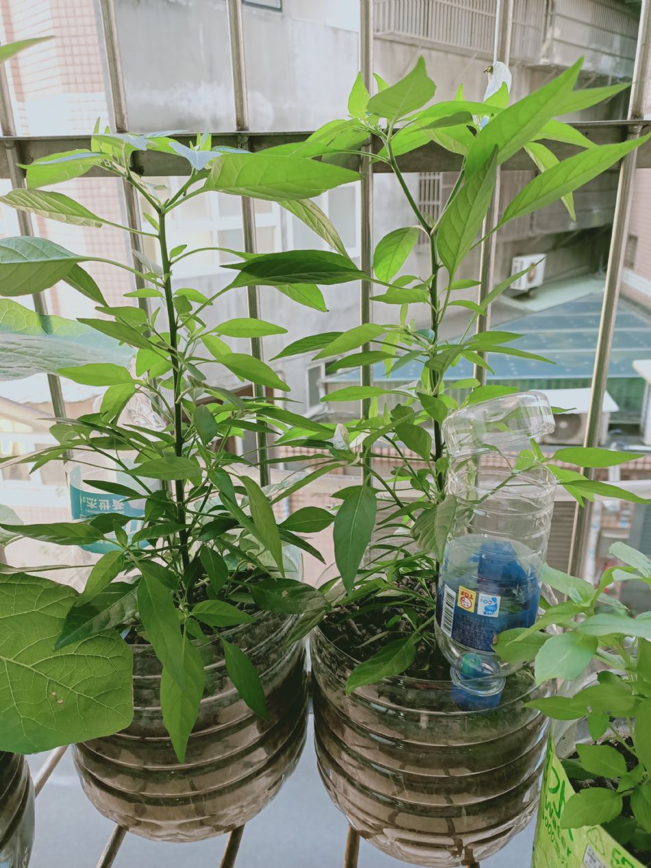 文件 : <FONT COLOR='red'>(109.03.16)種植-9.JPG</FONT> <BR> 尺寸 : <FONT COLOR='blue'>950 × 1267</FONT> 圖元 <BR> 格式 : <FONT COLOR='green'>jpg</FONT> <BR> 大小 : <FONT COLOR='green'> -- </FONT> KB