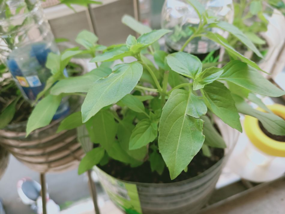 文件 : <FONT COLOR='red'>(109.03.16)種植.JPG</FONT> <BR> 尺寸 : <FONT COLOR='blue'>950 × 712</FONT> 圖元 <BR> 格式 : <FONT COLOR='green'>jpg</FONT> <BR> 大小 : <FONT COLOR='green'> -- </FONT> KB