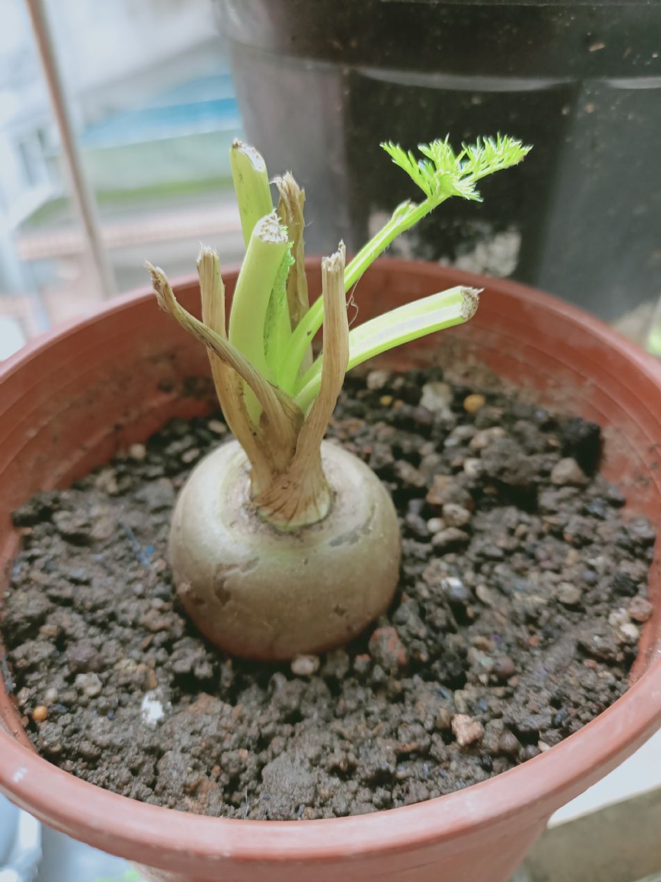 文件 : <FONT COLOR='red'>(109.03.19)種植-2.JPG</FONT> <BR> 尺寸 : <FONT COLOR='blue'>950 × 1267</FONT> 圖元 <BR> 格式 : <FONT COLOR='green'>jpg</FONT> <BR> 大小 : <FONT COLOR='green'> -- </FONT> KB