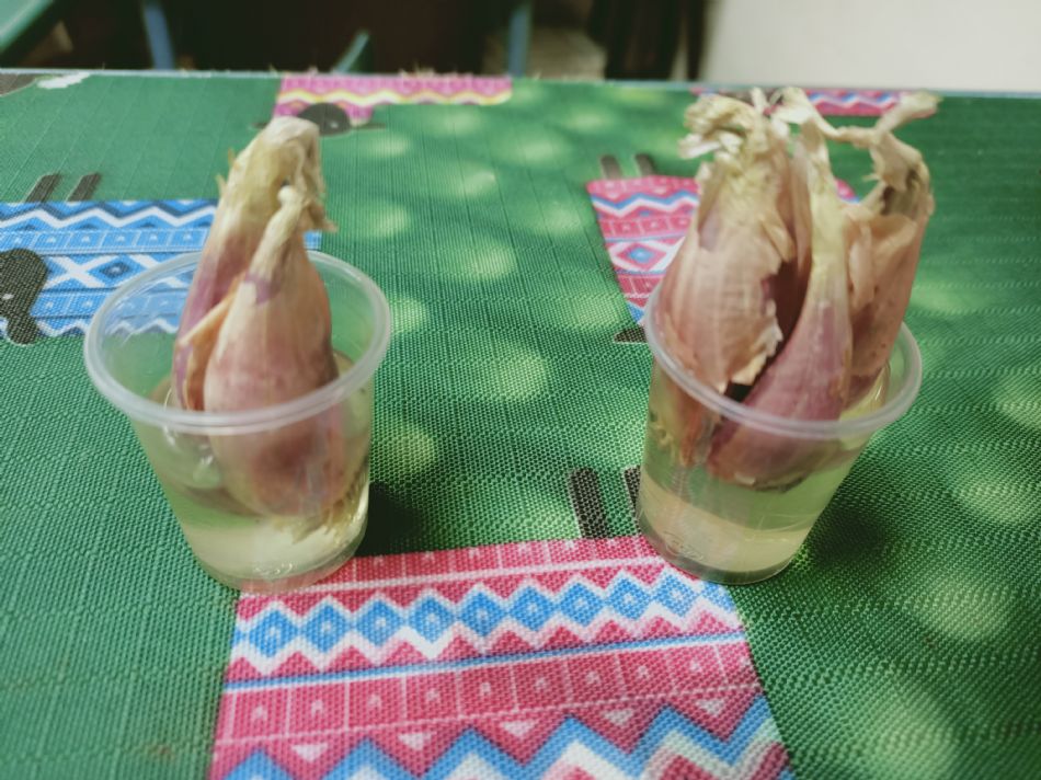 文件 : <FONT COLOR='red'>(109.03.19)種植-8.JPG</FONT> <BR> 尺寸 : <FONT COLOR='blue'>950 × 712</FONT> 圖元 <BR> 格式 : <FONT COLOR='green'>jpg</FONT> <BR> 大小 : <FONT COLOR='green'> -- </FONT> KB