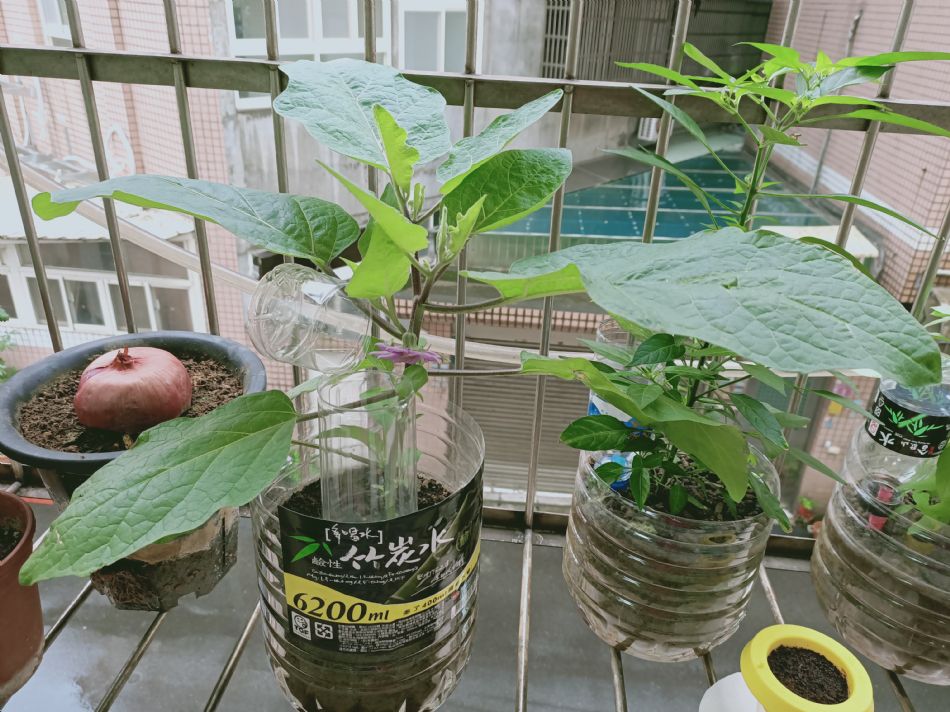 文件 : <FONT COLOR='red'>(109.03.19)種植-9.JPG</FONT> <BR> 尺寸 : <FONT COLOR='blue'>950 × 712</FONT> 圖元 <BR> 格式 : <FONT COLOR='green'>jpg</FONT> <BR> 大小 : <FONT COLOR='green'> -- </FONT> KB