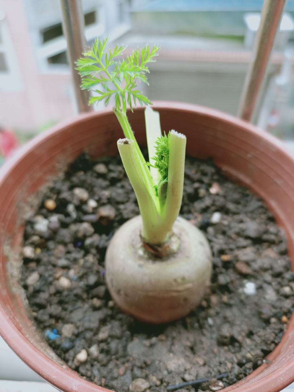 文件 : <FONT COLOR='red'>(109.03.20)種植-1.JPG</FONT> <BR> 尺寸 : <FONT COLOR='blue'>950 × 1267</FONT> 圖元 <BR> 格式 : <FONT COLOR='green'>jpg</FONT> <BR> 大小 : <FONT COLOR='green'> -- </FONT> KB