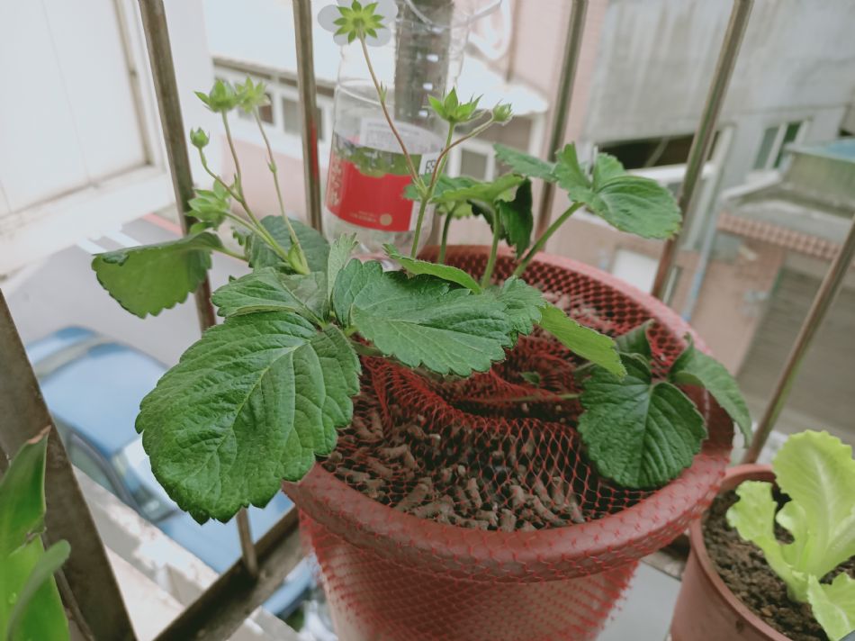 文件 : <FONT COLOR='red'>(109.03.20)種植-4.JPG</FONT> <BR> 尺寸 : <FONT COLOR='blue'>950 × 712</FONT> 圖元 <BR> 格式 : <FONT COLOR='green'>jpg</FONT> <BR> 大小 : <FONT COLOR='green'> -- </FONT> KB