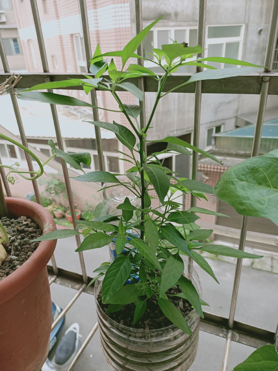 文件 : <FONT COLOR='red'>(109.03.20)種植-5.JPG</FONT> <BR> 尺寸 : <FONT COLOR='blue'>950 × 1267</FONT> 圖元 <BR> 格式 : <FONT COLOR='green'>jpg</FONT> <BR> 大小 : <FONT COLOR='green'> -- </FONT> KB