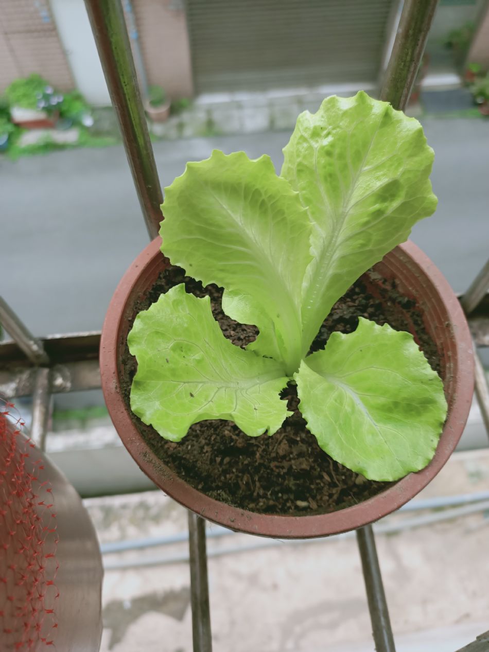 文件 : <FONT COLOR='red'>(109.03.20)種植-6.JPG</FONT> <BR> 尺寸 : <FONT COLOR='blue'>950 × 1267</FONT> 圖元 <BR> 格式 : <FONT COLOR='green'>jpg</FONT> <BR> 大小 : <FONT COLOR='green'> -- </FONT> KB