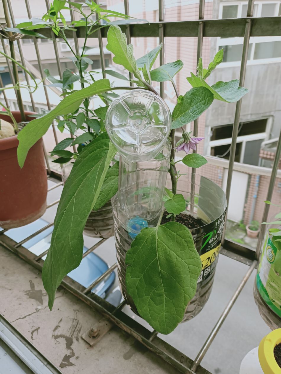 文件 : <FONT COLOR='red'>(109.03.20)種植-8.JPG</FONT> <BR> 尺寸 : <FONT COLOR='blue'>950 × 1267</FONT> 圖元 <BR> 格式 : <FONT COLOR='green'>jpg</FONT> <BR> 大小 : <FONT COLOR='green'> -- </FONT> KB