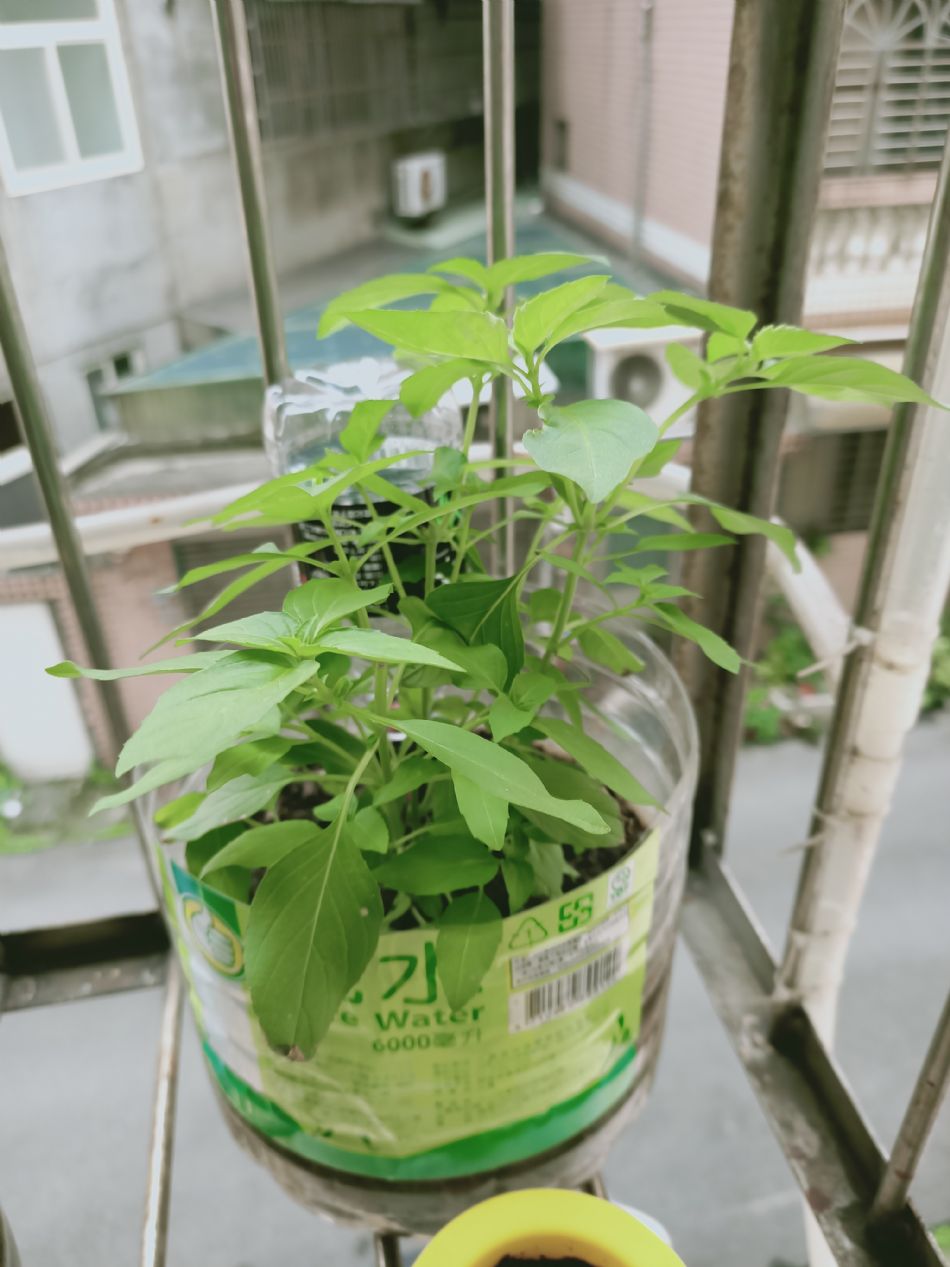 文件 : <FONT COLOR='red'>(109.03.20)種植.JPG</FONT> <BR> 尺寸 : <FONT COLOR='blue'>950 × 1267</FONT> 圖元 <BR> 格式 : <FONT COLOR='green'>jpg</FONT> <BR> 大小 : <FONT COLOR='green'> -- </FONT> KB