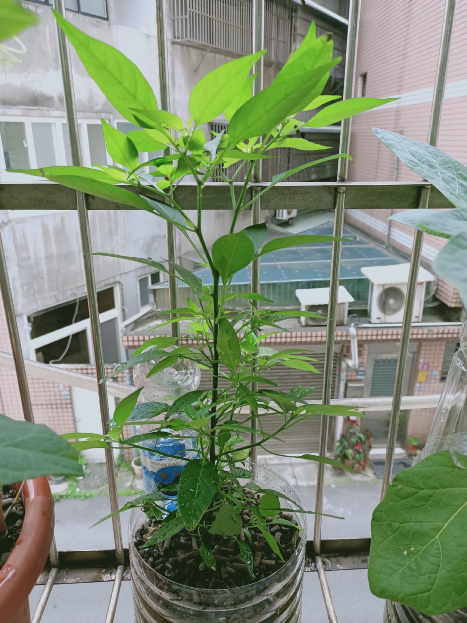 文件 : <FONT COLOR='red'>(109.03.23)種植-1.JPG</FONT> <BR> 尺寸 : <FONT COLOR='blue'>950 × 1267</FONT> 圖元 <BR> 格式 : <FONT COLOR='green'>jpg</FONT> <BR> 大小 : <FONT COLOR='green'> -- </FONT> KB