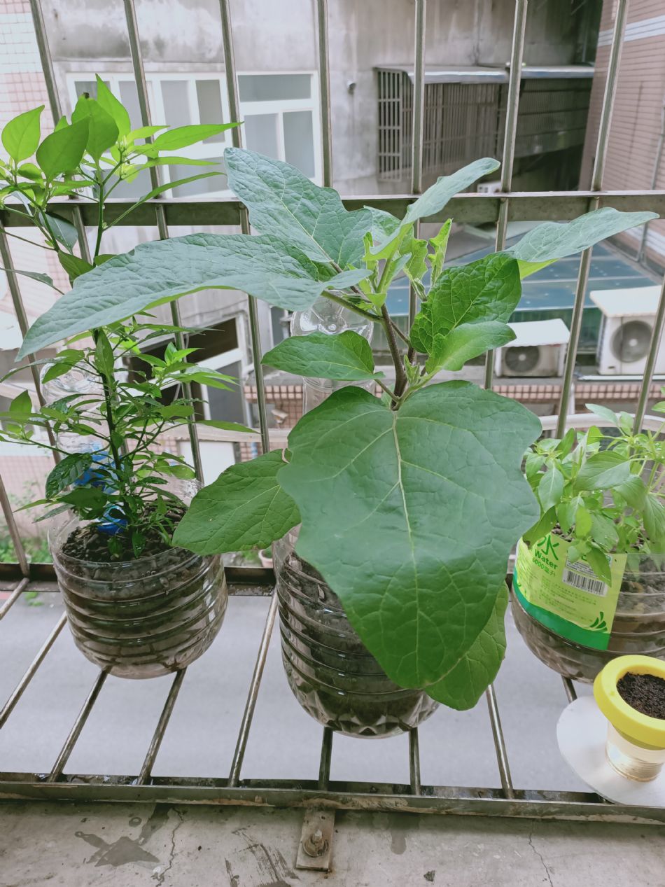 文件 : <FONT COLOR='red'>(109.03.23)種植-10.JPG</FONT> <BR> 尺寸 : <FONT COLOR='blue'>950 × 1267</FONT> 圖元 <BR> 格式 : <FONT COLOR='green'>jpg</FONT> <BR> 大小 : <FONT COLOR='green'> -- </FONT> KB