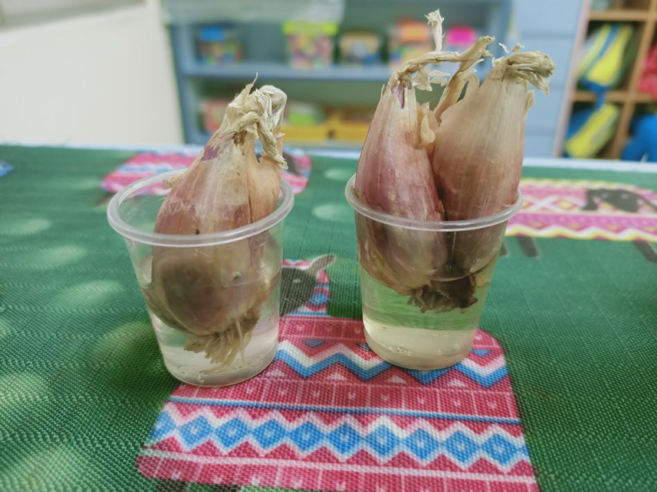 文件 : <FONT COLOR='red'>(109.03.23)種植-11.JPG</FONT> <BR> 尺寸 : <FONT COLOR='blue'>950 × 712</FONT> 圖元 <BR> 格式 : <FONT COLOR='green'>jpg</FONT> <BR> 大小 : <FONT COLOR='green'> -- </FONT> KB