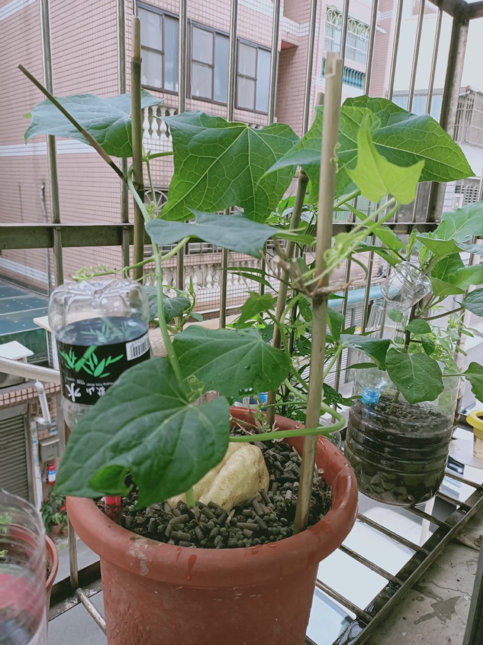 文件 : <FONT COLOR='red'>(109.03.23)種植-12.JPG</FONT> <BR> 尺寸 : <FONT COLOR='blue'>950 × 1267</FONT> 圖元 <BR> 格式 : <FONT COLOR='green'>jpg</FONT> <BR> 大小 : <FONT COLOR='green'> -- </FONT> KB