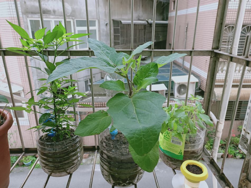 文件 : <FONT COLOR='red'>(109.03.23)種植-13.JPG</FONT> <BR> 尺寸 : <FONT COLOR='blue'>950 × 712</FONT> 圖元 <BR> 格式 : <FONT COLOR='green'>jpg</FONT> <BR> 大小 : <FONT COLOR='green'> -- </FONT> KB