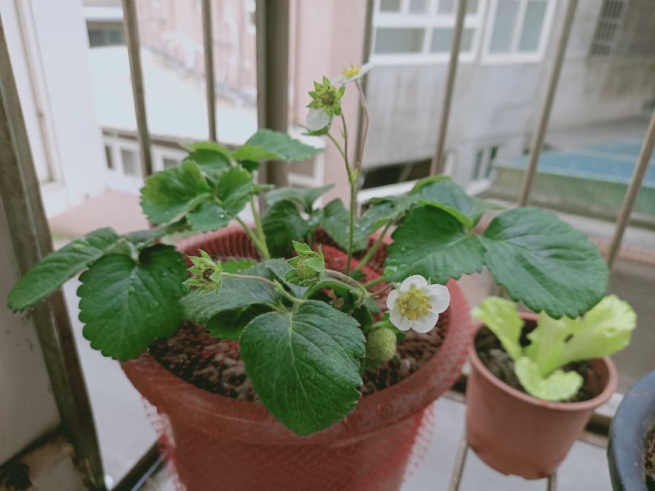 文件 : <FONT COLOR='red'>(109.03.23)種植-2.JPG</FONT> <BR> 尺寸 : <FONT COLOR='blue'>950 × 712</FONT> 圖元 <BR> 格式 : <FONT COLOR='green'>jpg</FONT> <BR> 大小 : <FONT COLOR='green'> -- </FONT> KB