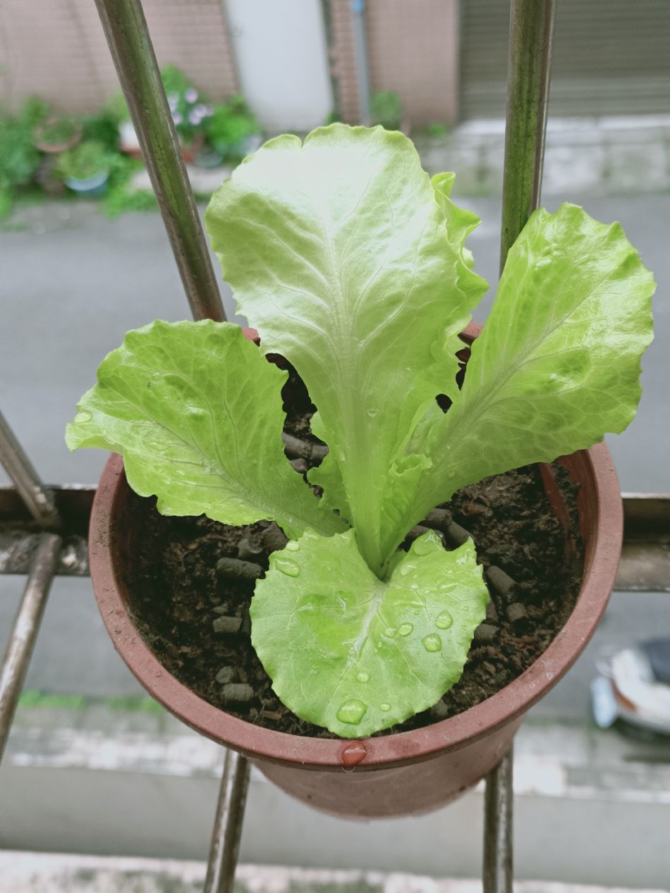 文件 : <FONT COLOR='red'>(109.03.23)種植-3.JPG</FONT> <BR> 尺寸 : <FONT COLOR='blue'>950 × 1267</FONT> 圖元 <BR> 格式 : <FONT COLOR='green'>jpg</FONT> <BR> 大小 : <FONT COLOR='green'> -- </FONT> KB