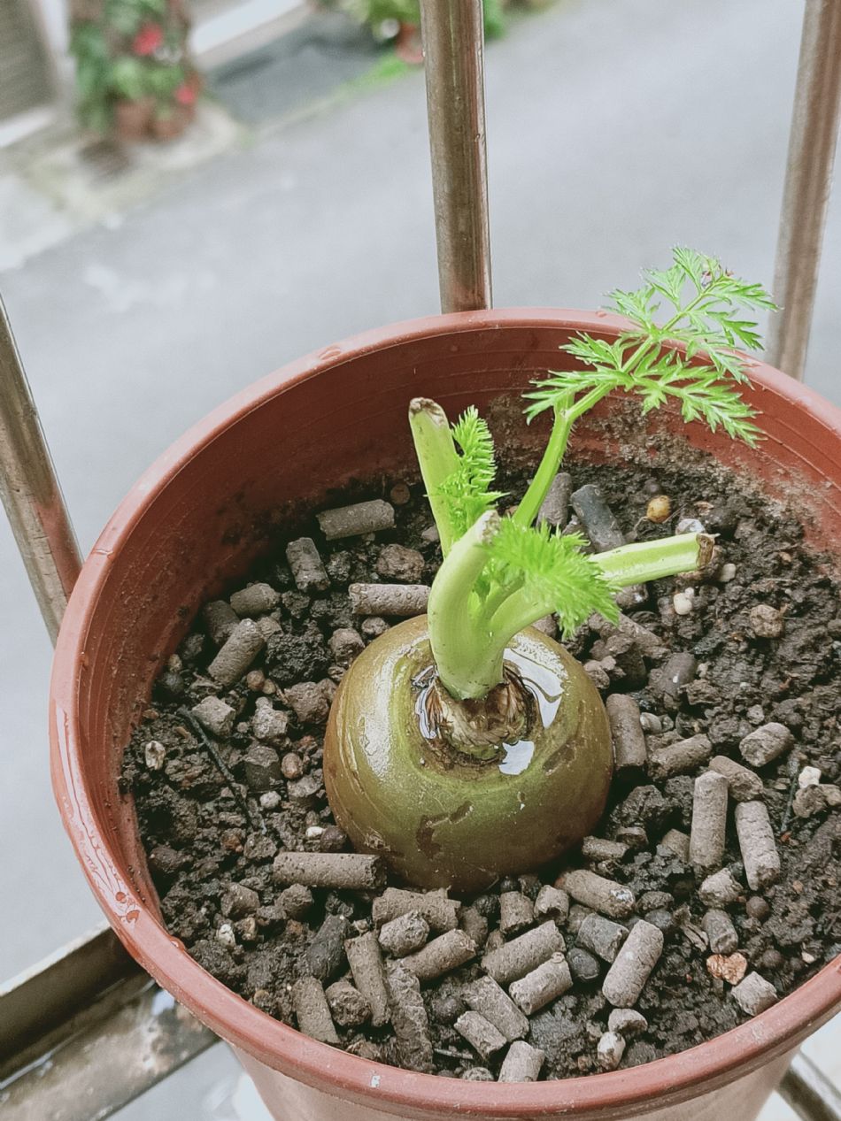 文件 : <FONT COLOR='red'>(109.03.23)種植-4.JPG</FONT> <BR> 尺寸 : <FONT COLOR='blue'>950 × 1267</FONT> 圖元 <BR> 格式 : <FONT COLOR='green'>jpg</FONT> <BR> 大小 : <FONT COLOR='green'> -- </FONT> KB