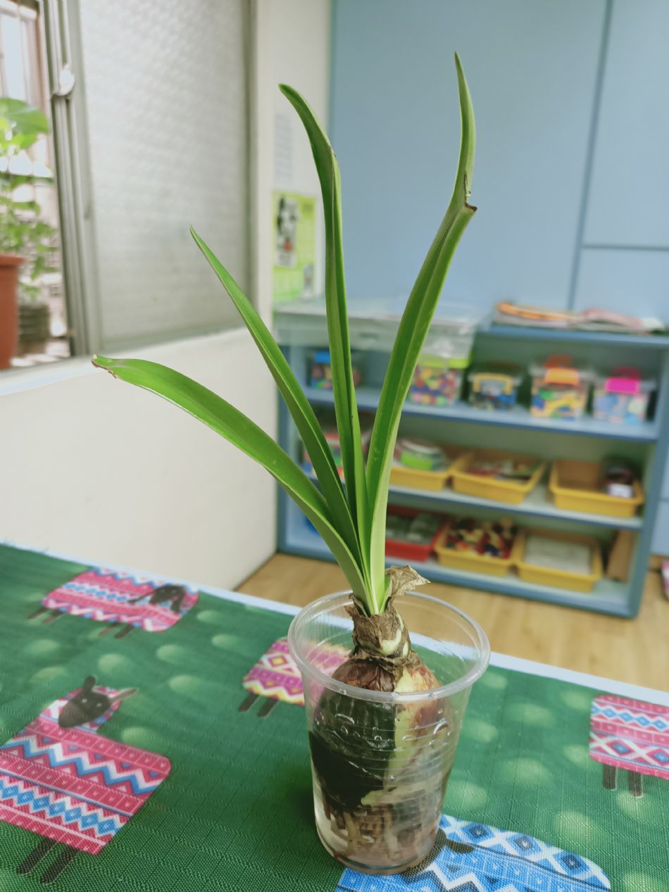 文件 : <FONT COLOR='red'>(109.03.23)種植-6.JPG</FONT> <BR> 尺寸 : <FONT COLOR='blue'>950 × 1267</FONT> 圖元 <BR> 格式 : <FONT COLOR='green'>jpg</FONT> <BR> 大小 : <FONT COLOR='green'> -- </FONT> KB