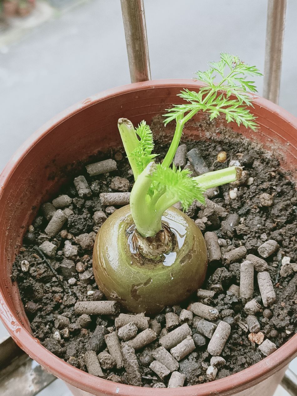 文件 : <FONT COLOR='red'>(109.03.23)種植-7.JPG</FONT> <BR> 尺寸 : <FONT COLOR='blue'>950 × 1267</FONT> 圖元 <BR> 格式 : <FONT COLOR='green'>jpg</FONT> <BR> 大小 : <FONT COLOR='green'> -- </FONT> KB