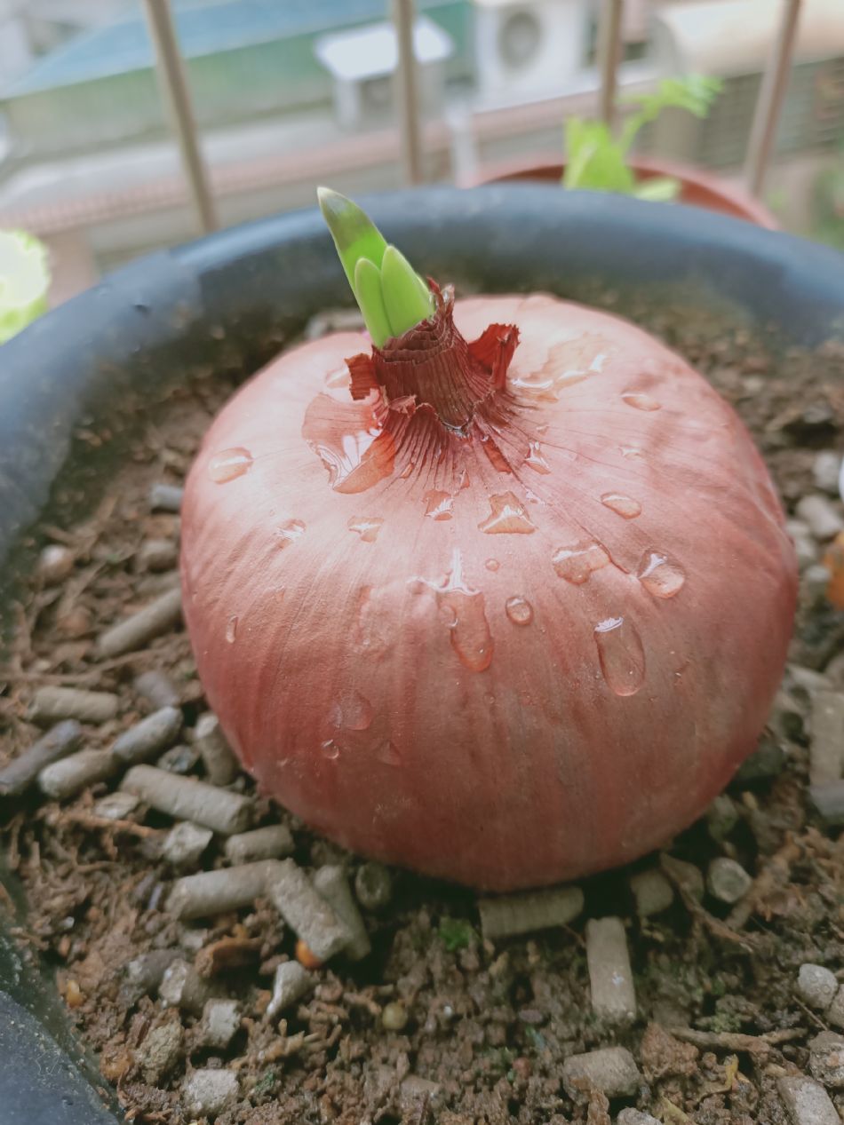 文件 : <FONT COLOR='red'>(109.03.23)種植-8.JPG</FONT> <BR> 尺寸 : <FONT COLOR='blue'>950 × 1267</FONT> 圖元 <BR> 格式 : <FONT COLOR='green'>jpg</FONT> <BR> 大小 : <FONT COLOR='green'> -- </FONT> KB