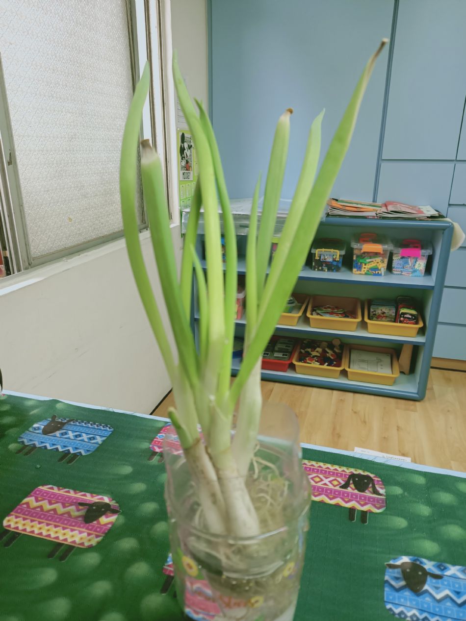 文件 : <FONT COLOR='red'>(109.03.23)種植-9.JPG</FONT> <BR> 尺寸 : <FONT COLOR='blue'>950 × 1267</FONT> 圖元 <BR> 格式 : <FONT COLOR='green'>jpg</FONT> <BR> 大小 : <FONT COLOR='green'> -- </FONT> KB