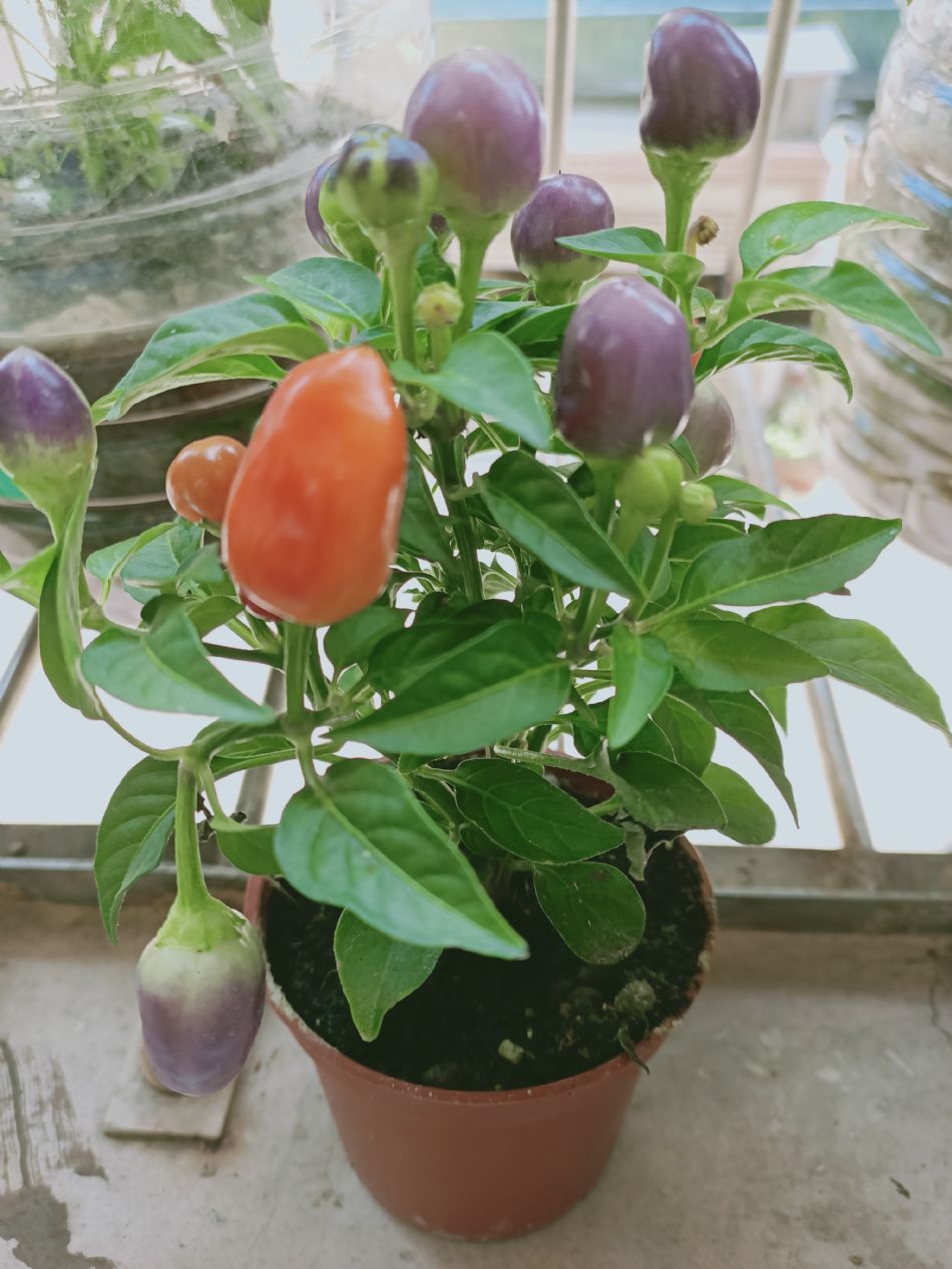 文件 : <FONT COLOR='red'>(109.04.10)種植.JPG</FONT> <BR> 尺寸 : <FONT COLOR='blue'>950 × 1267</FONT> 圖元 <BR> 格式 : <FONT COLOR='green'>jpg</FONT> <BR> 大小 : <FONT COLOR='green'> -- </FONT> KB