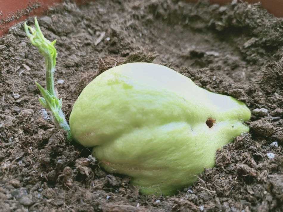 文件 : <FONT COLOR='red'>(109.04.14)種植-2.JPG</FONT> <BR> 尺寸 : <FONT COLOR='blue'>950 × 712</FONT> 圖元 <BR> 格式 : <FONT COLOR='green'>jpg</FONT> <BR> 大小 : <FONT COLOR='green'> -- </FONT> KB