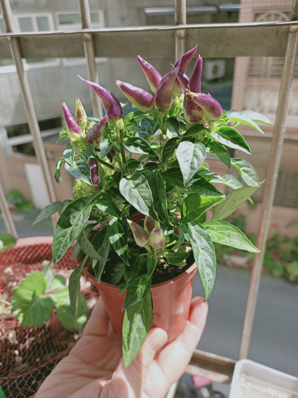 文件 : <FONT COLOR='red'>(109.04.14)種植-4.JPG</FONT> <BR> 尺寸 : <FONT COLOR='blue'>950 × 1267</FONT> 圖元 <BR> 格式 : <FONT COLOR='green'>jpg</FONT> <BR> 大小 : <FONT COLOR='green'> -- </FONT> KB