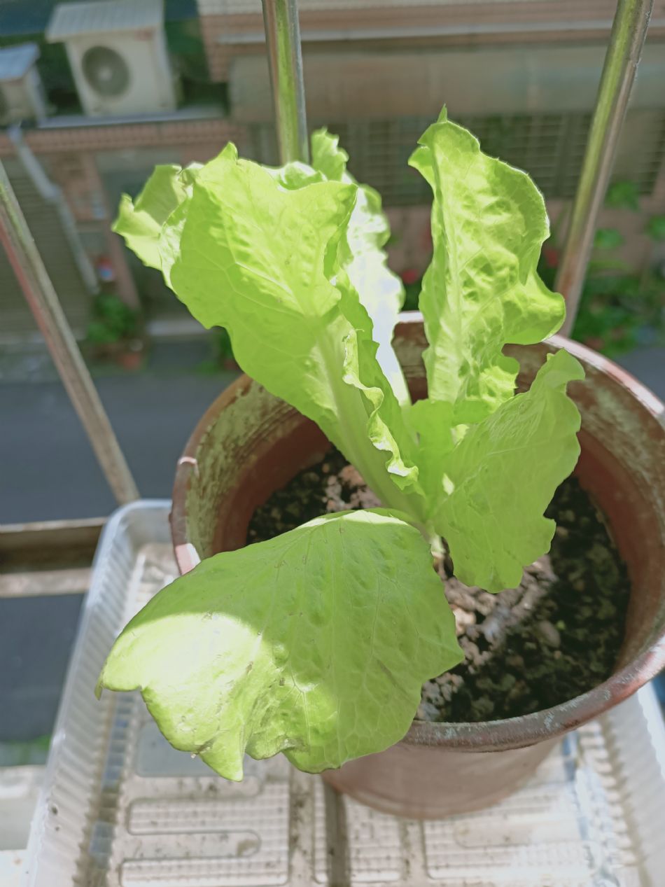 文件 : <FONT COLOR='red'>(109.04.14)種植-6.JPG</FONT> <BR> 尺寸 : <FONT COLOR='blue'>950 × 1267</FONT> 圖元 <BR> 格式 : <FONT COLOR='green'>jpg</FONT> <BR> 大小 : <FONT COLOR='green'> -- </FONT> KB