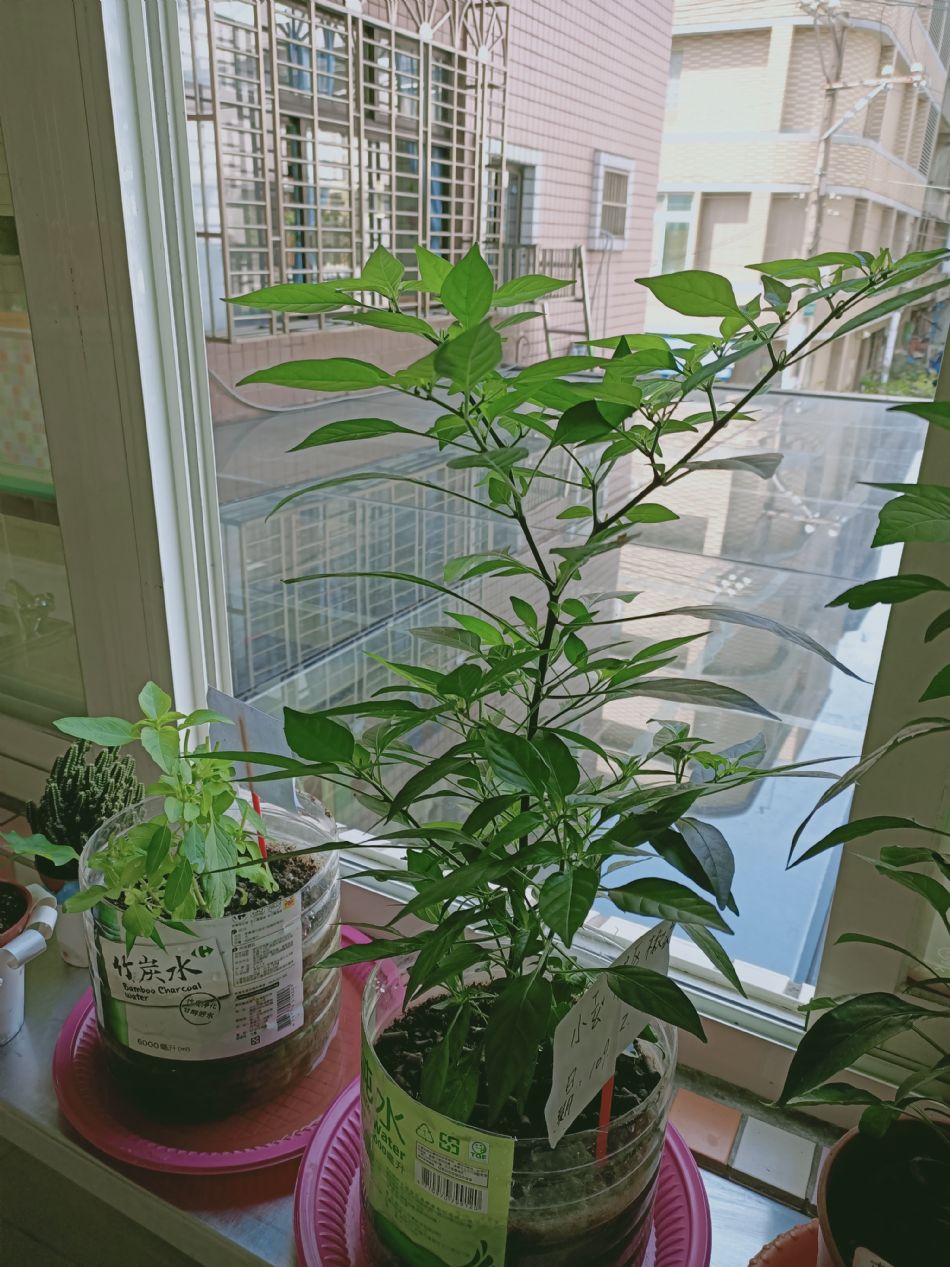 文件 : <FONT COLOR='red'>(109.04.14)種植-8.JPG</FONT> <BR> 尺寸 : <FONT COLOR='blue'>950 × 1267</FONT> 圖元 <BR> 格式 : <FONT COLOR='green'>jpg</FONT> <BR> 大小 : <FONT COLOR='green'> -- </FONT> KB